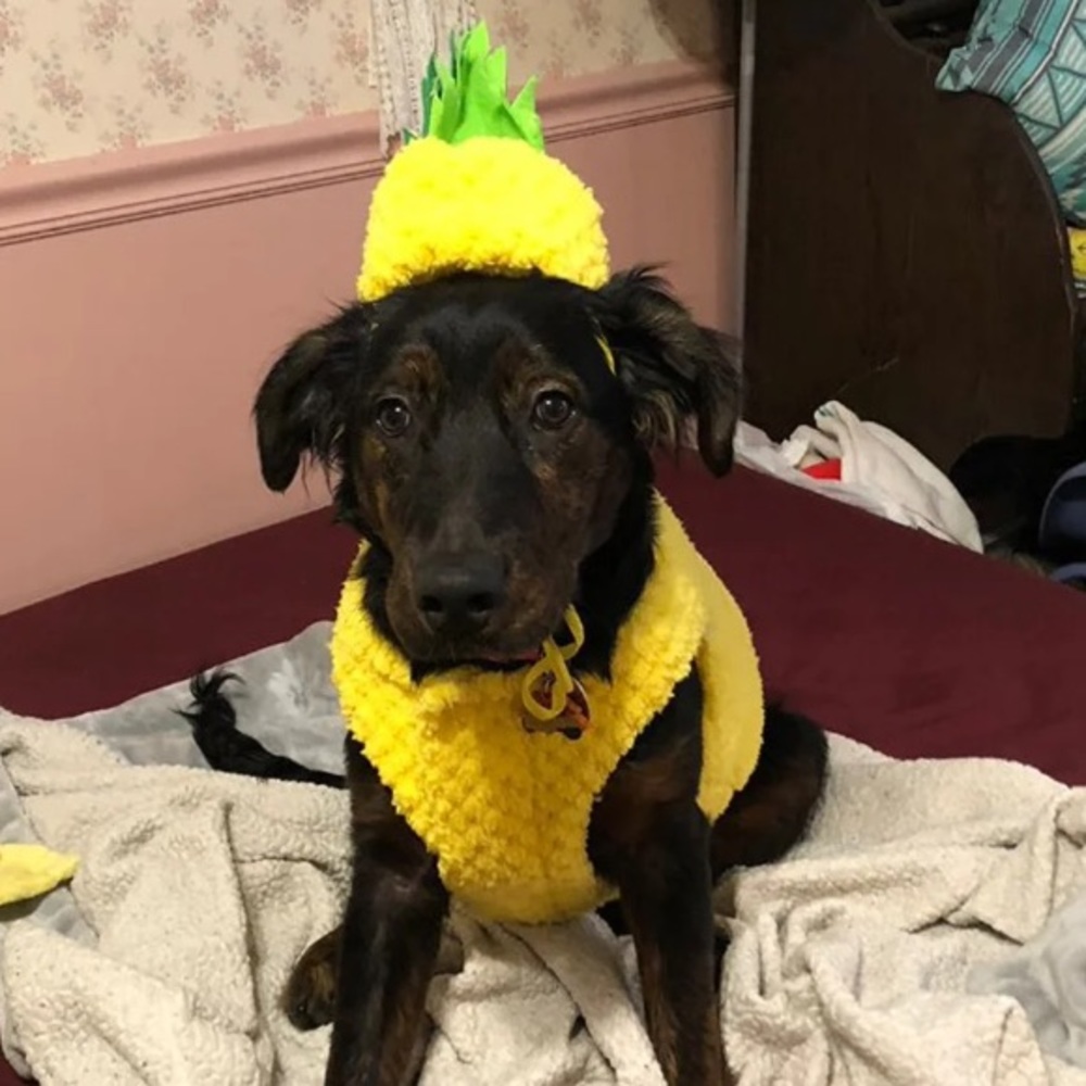 Size M Pineapple Costume for Dog